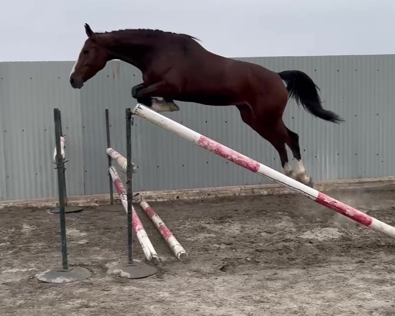 horse